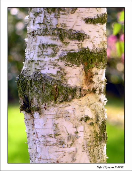 2005 - 04 - Jardin 07